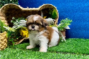 Lois - Shih Tzu for sale