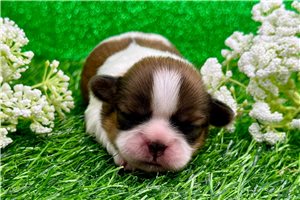Elise - Shih Tzu Puppy 5EB4B1 | Pawrade