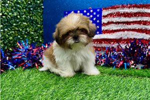Lois - Shih Tzu for sale