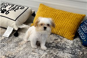 Celo - Shih Tzu for sale