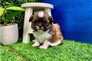 Bailey - puppy for sale
