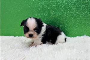 Emerson - puppy for sale