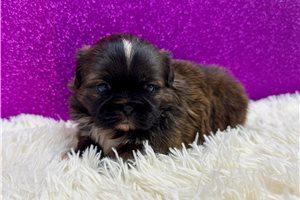 Etta - Shih Tzu for sale