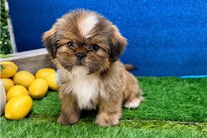 Foster - Shih Tzu for sale