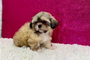 Gwen - Shih Tzu for sale