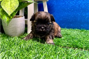 Benjamin - Shih Tzu for sale