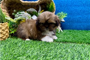 Lincoln - Shih Tzu for sale