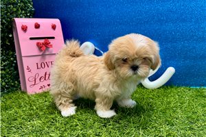 Chakra - puppy for sale