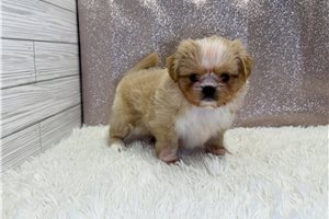 Esther - Shih Tzu for sale
