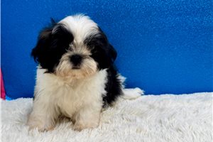 Emerson - Shih Tzu for sale