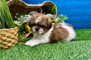 Linus - Shih Tzu for sale