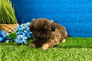 Florence - Shih Tzu for sale