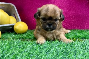 Fiona - puppy for sale