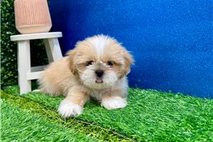 Lawrence - Shih Tzu for sale