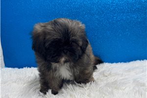Elway - Shih Tzu for sale