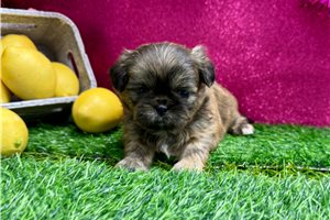 Florence - Shih Tzu for sale