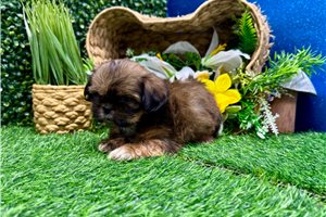 Lindsey - Shih Tzu for sale