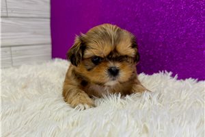 Gabriella - puppy for sale