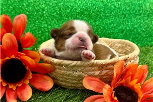 Earnest - Shih Tzu Puppy 24C14B | Pawrade