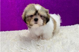Greta - Shih Tzu for sale