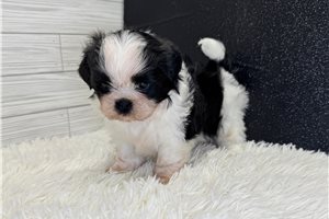 Emerson - Shih Tzu for sale