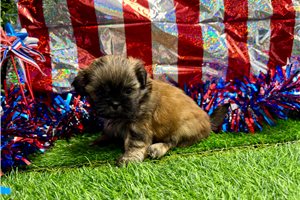 Benjamin - Shih Tzu for sale