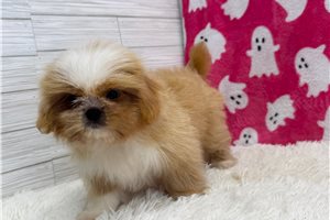 Esther - Shih Tzu for sale
