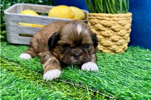 Louie - Shih Tzu for sale