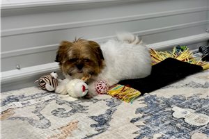 Chipper - Shih Tzu for sale