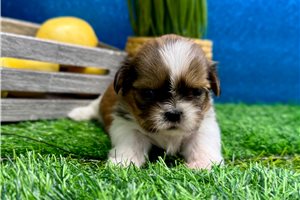 Lois - puppy for sale