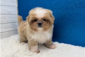 Esther - Shih Tzu for sale