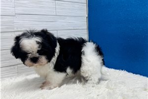Emerson - Shih Tzu for sale