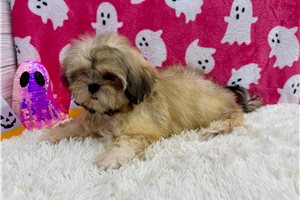 Gwen - Shih Tzu for sale