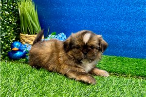 Foster - Shih Tzu for sale