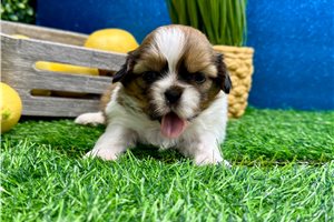 Linus - puppy for sale