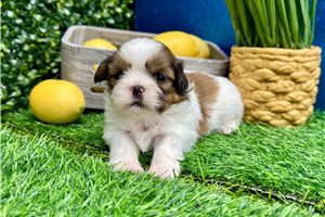 Lester - Shih Tzu for sale