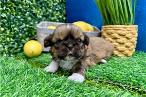 Lincoln - puppy for sale