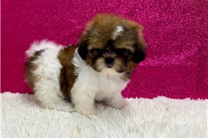 Gianna - Shih Tzu for sale