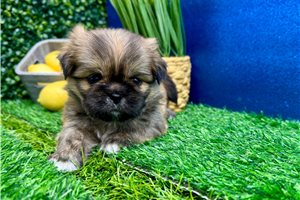 Flynn - Shih Tzu for sale