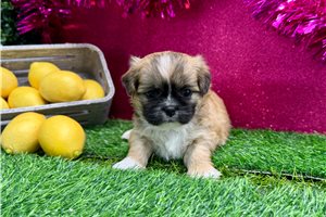 Francine - puppy for sale