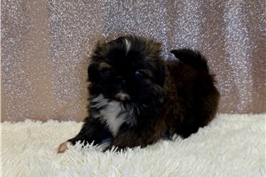 Etta - Shih Tzu for sale