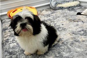 Emerson - Shih Tzu for sale