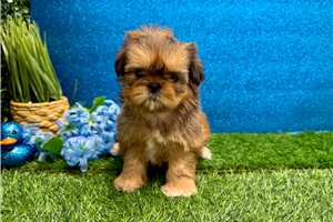 Farrah - puppy for sale