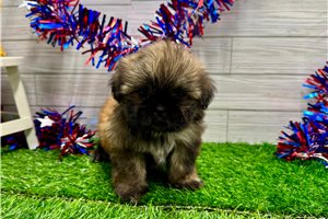 Benjamin - Shih Tzu for sale