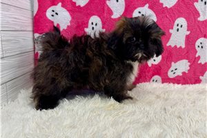 Etta - Shih Tzu for sale