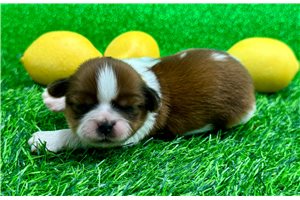 Ella - Shih Tzu Puppy BAF3FB | Pawrade