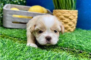 Lawrence - puppy for sale