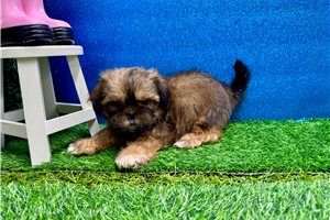 Lindsey - Shih Tzu for sale