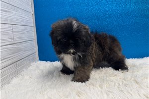 Etta - Shih Tzu for sale