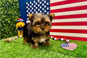 Zena - Yorkshire Terrier - Yorkie for sale